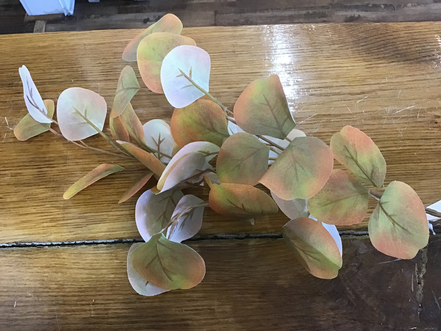 Eucalyptus Spray