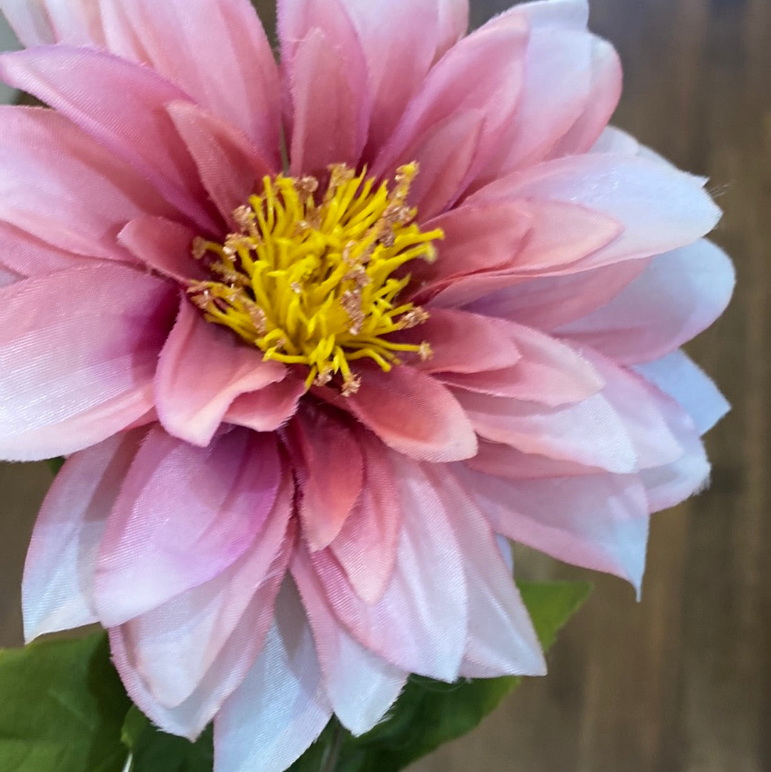 Dahlia Stem