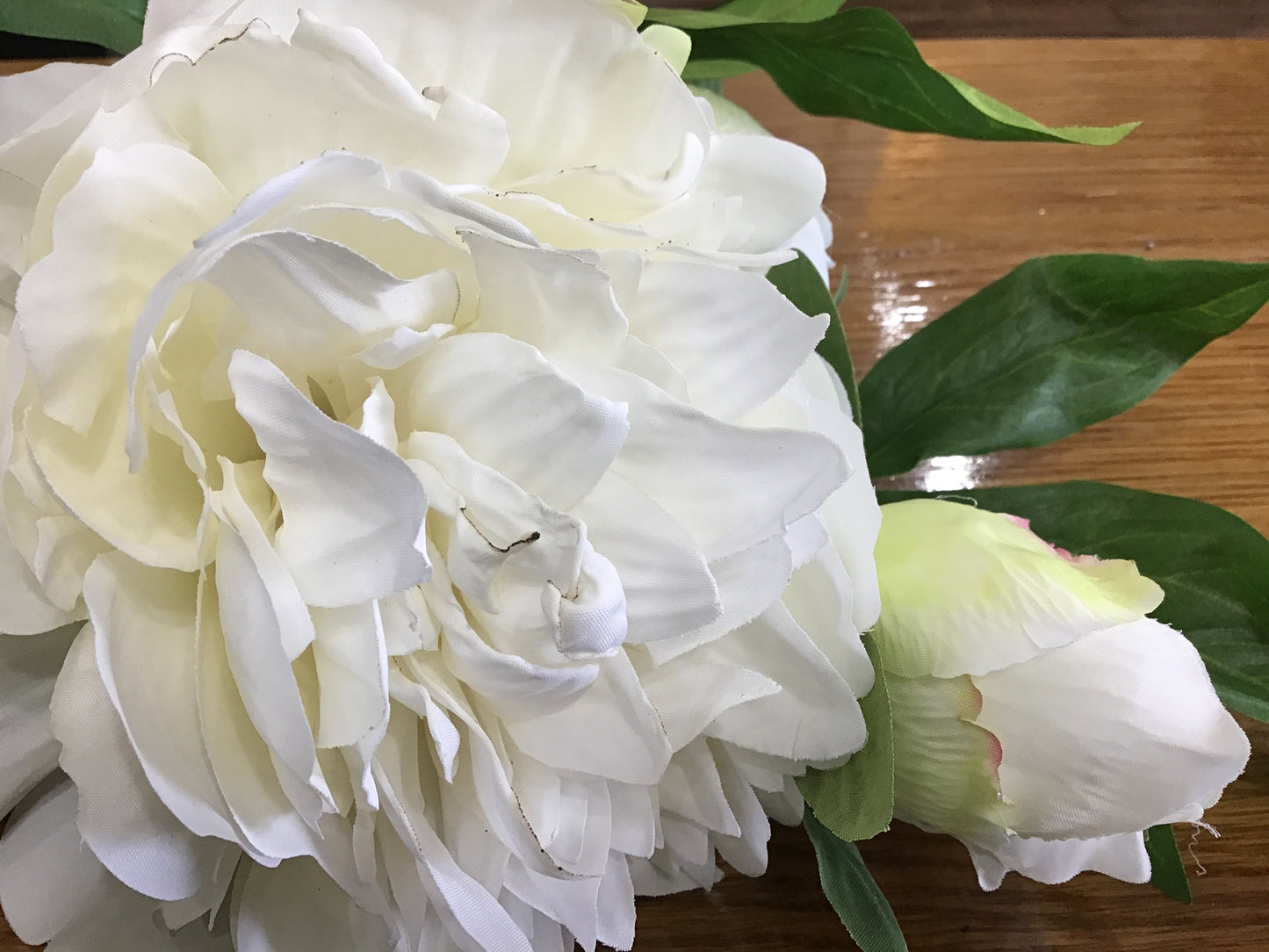 Exhibition peony whisper white