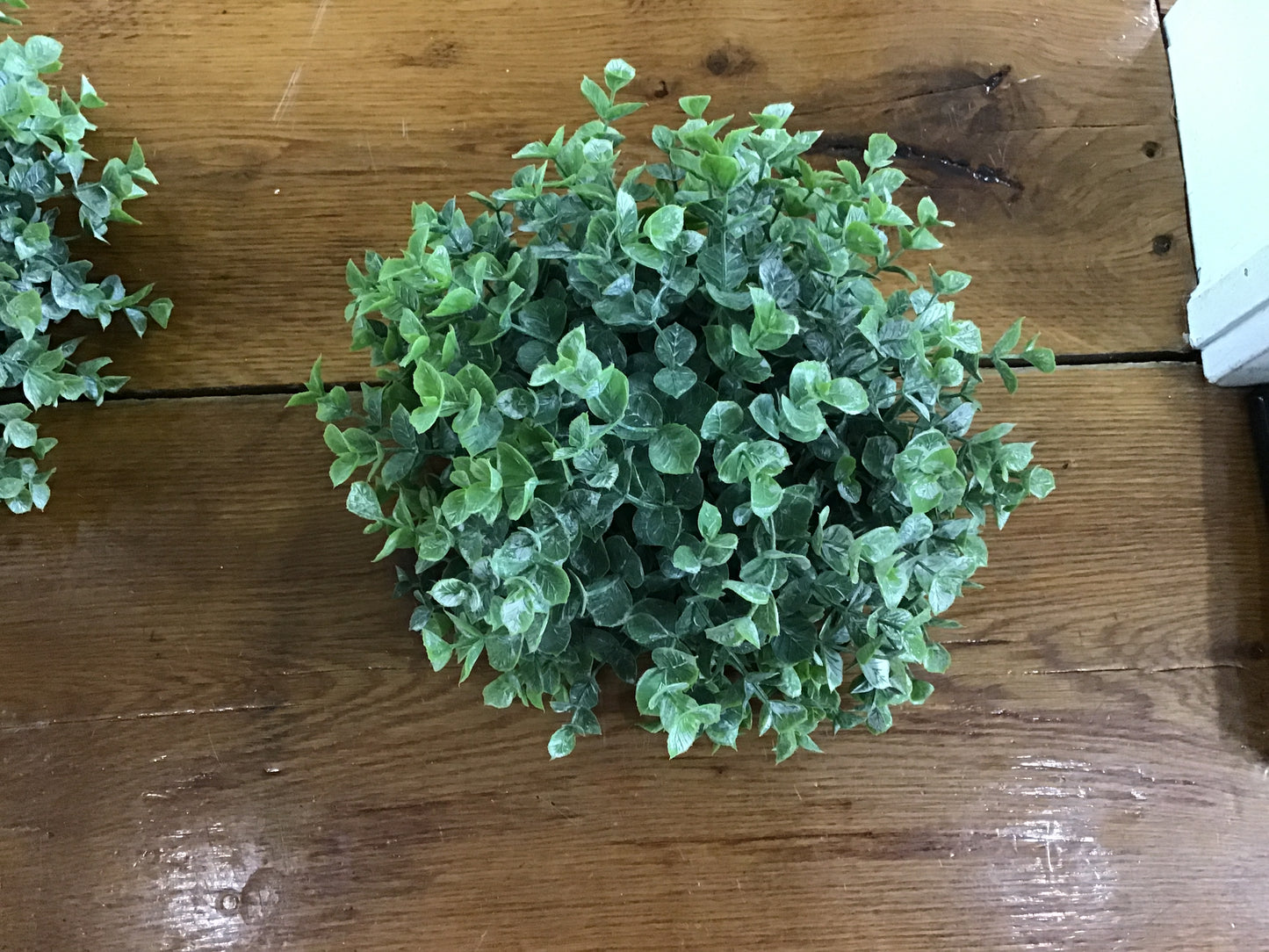 Boxwood half orb 8”