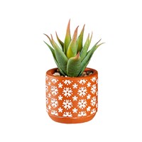 Succulent With Cement Planter