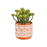 Succulent With Cement Planter