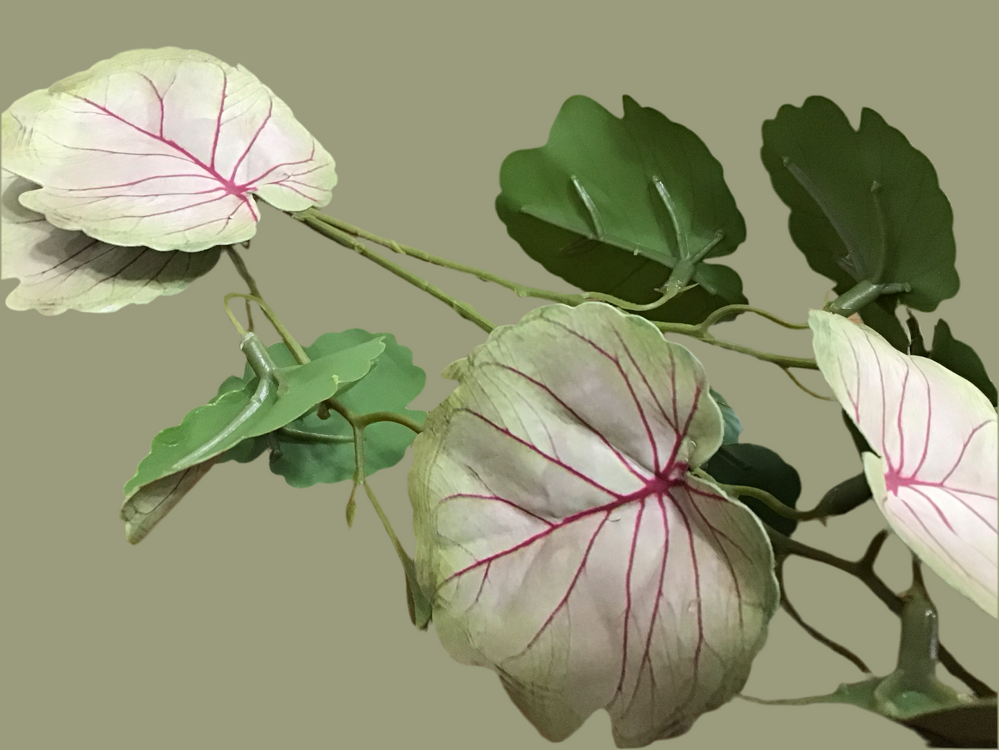 Meadow vine blush green