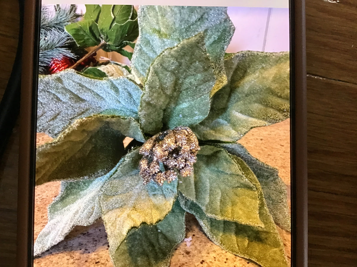 Poinsettia stem