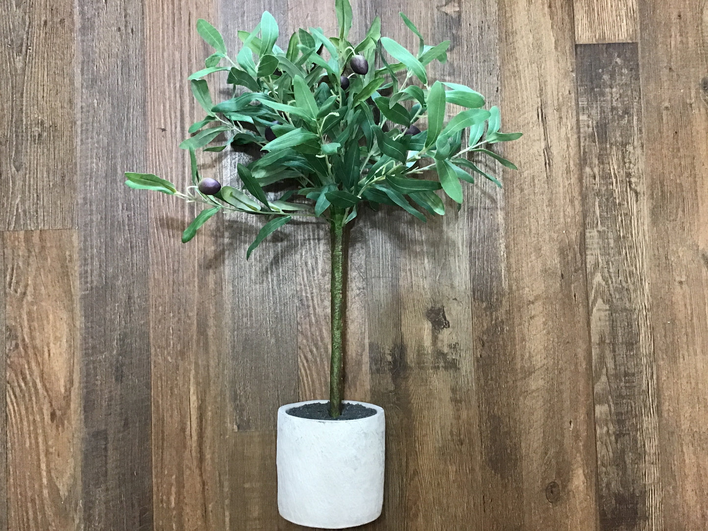 Olive topiary