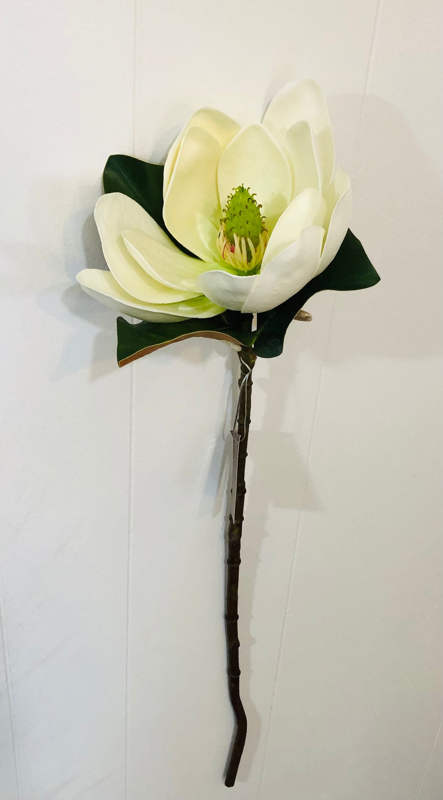 White Magnolia stem