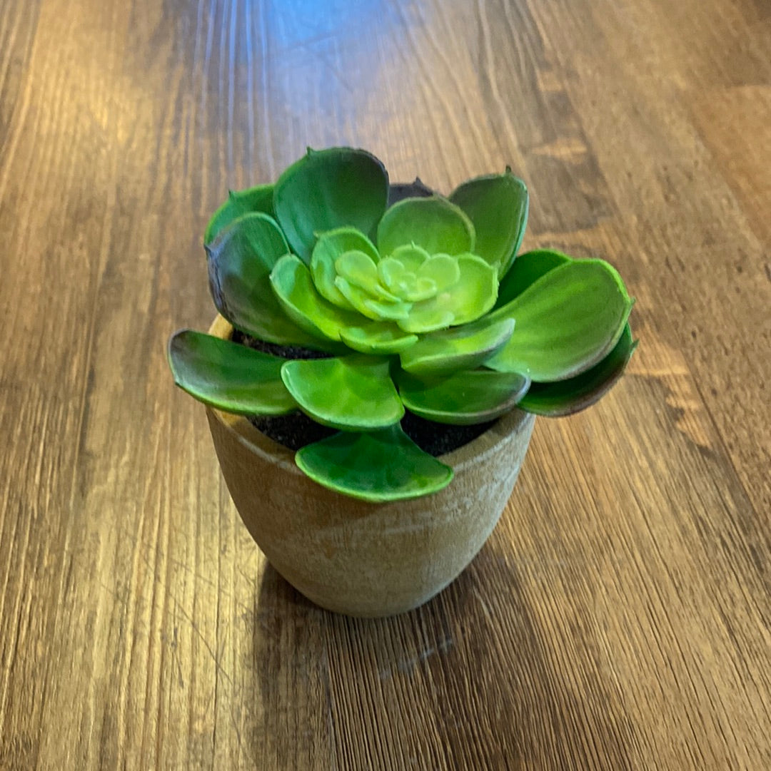 Potted Succulent