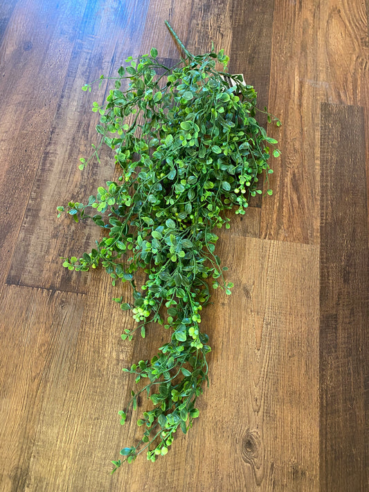 Smlex & Berry Hanging bush