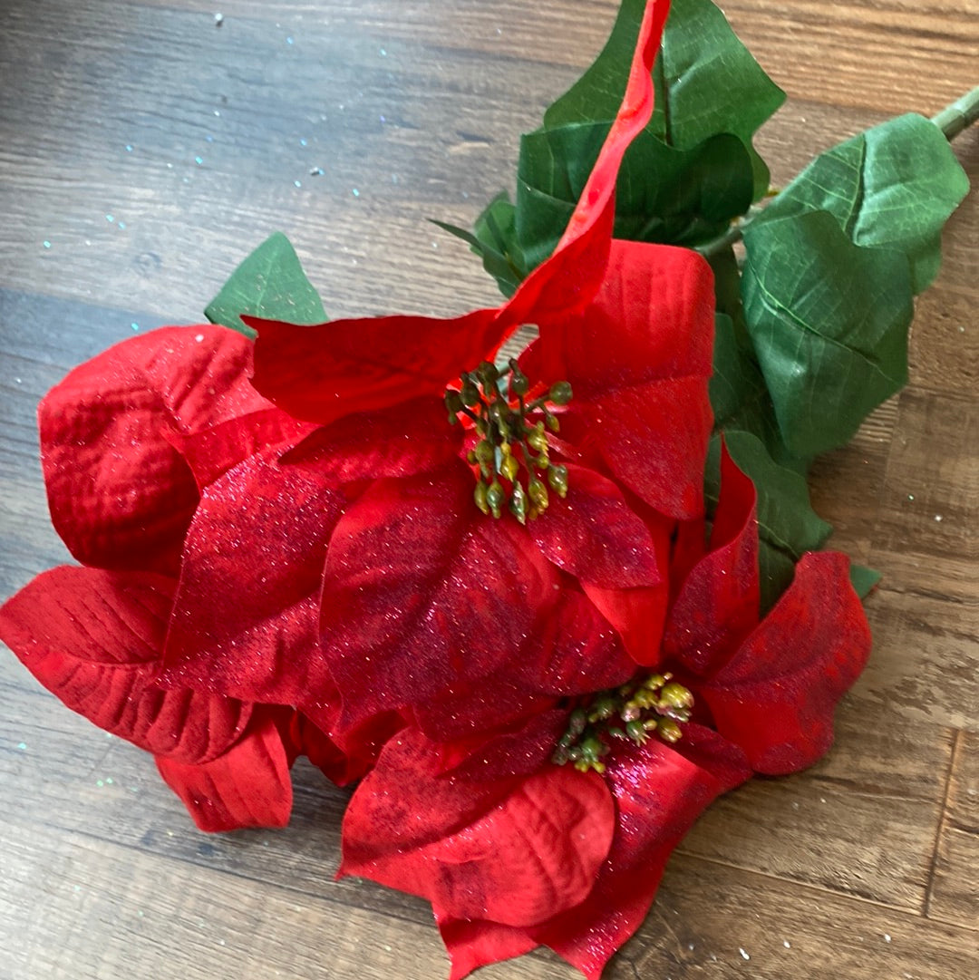Poinsettia Bush