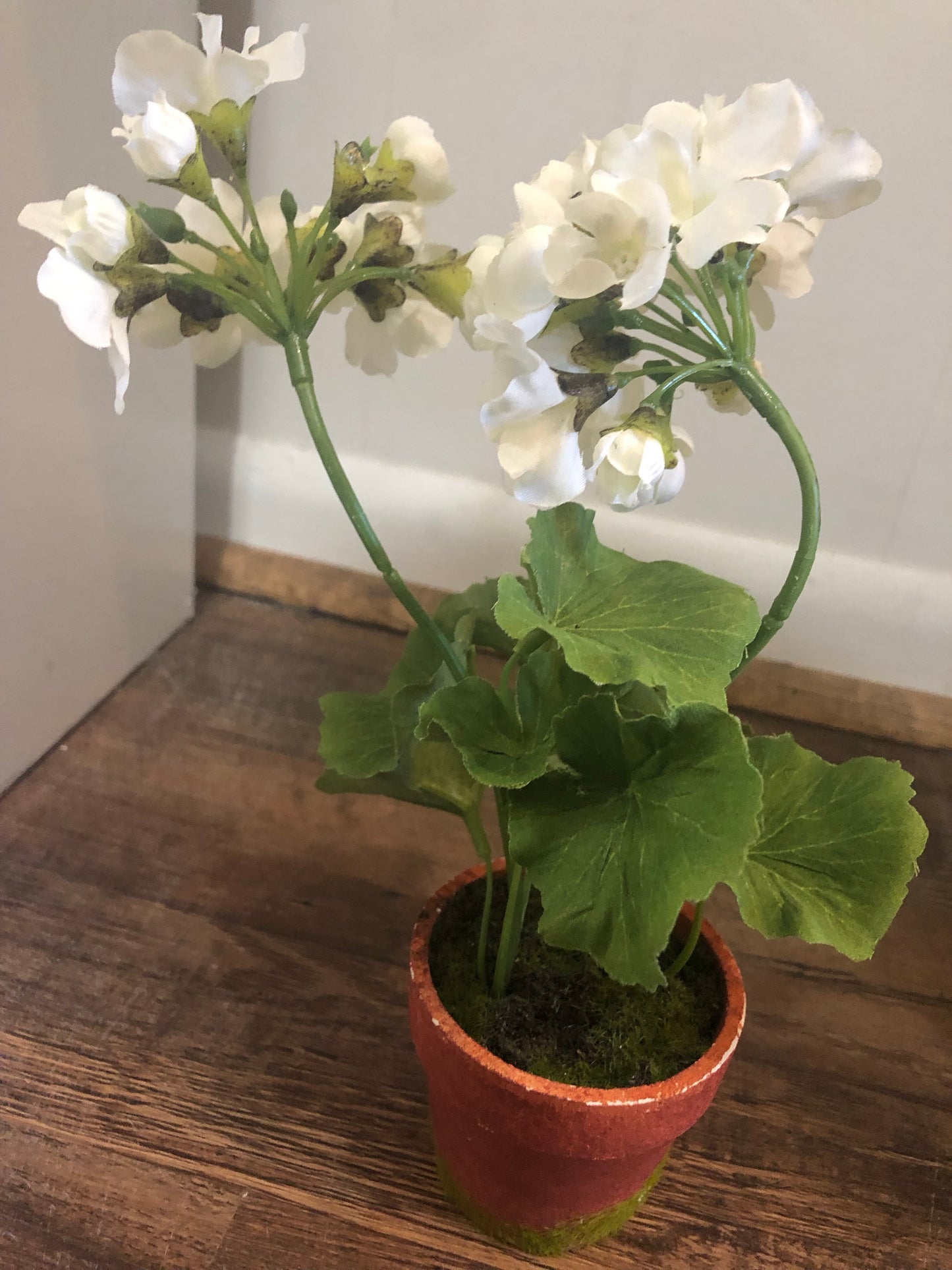 Small White Geranium in pot