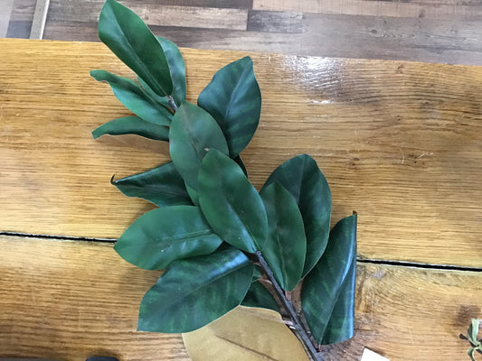 Magnolia branch
