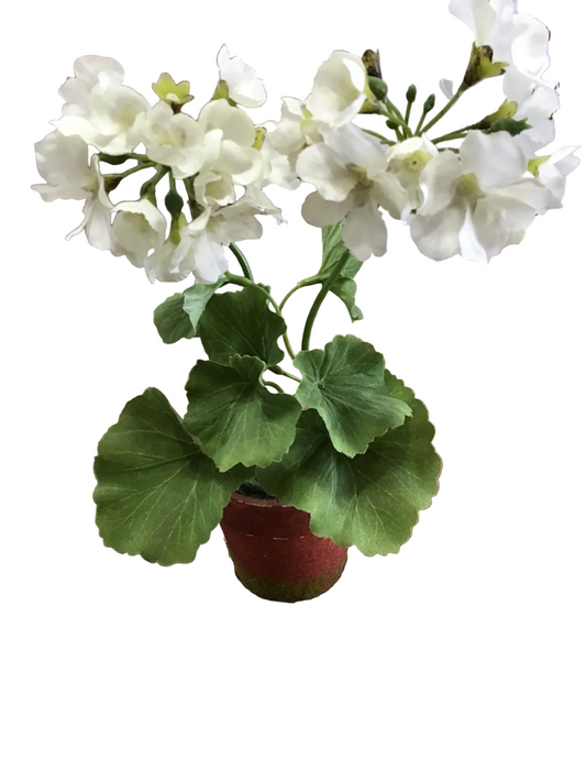 Potted geranium
