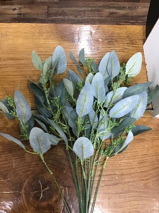 19” seeded Eucalyptus bush
