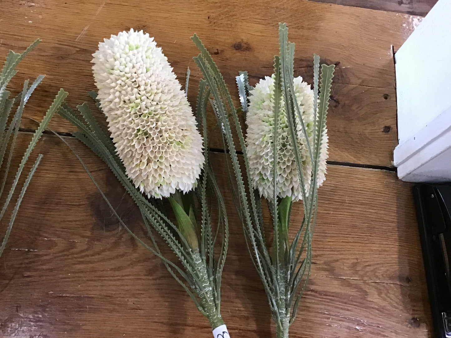 Protea Floral stem