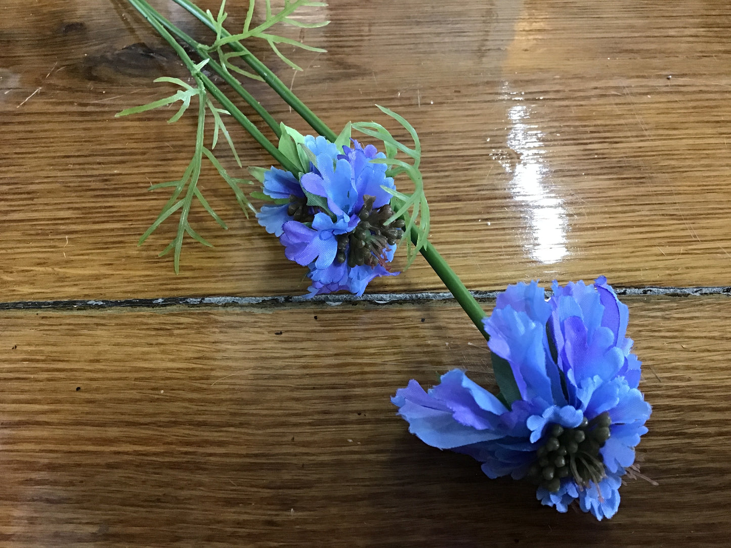 Blue scaboisa