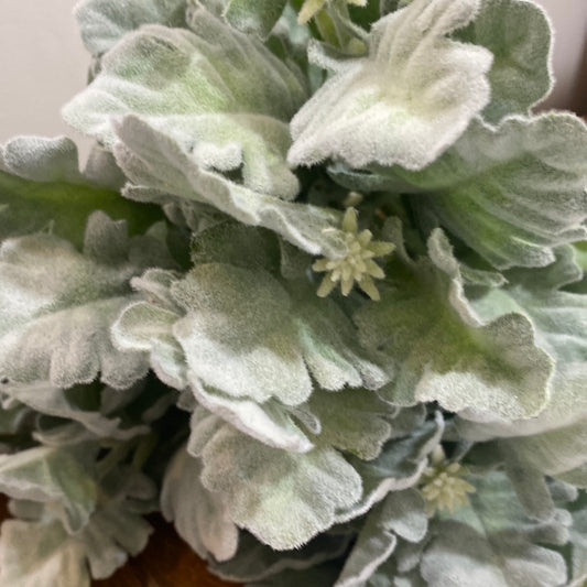 Flocked Dusty Miller