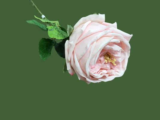 Austin pink rose