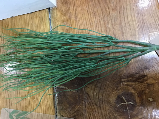 Acorus bush
