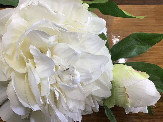 Exhibition peony whisper white