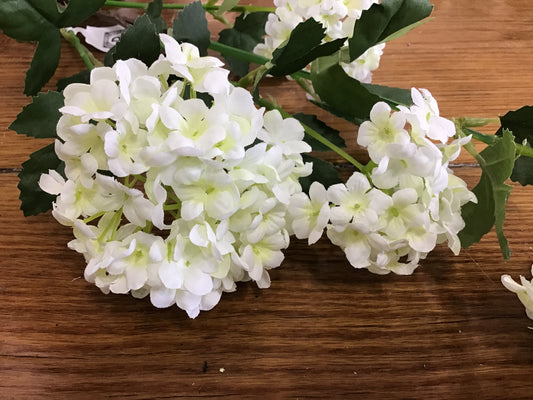 Snowball viburnum white