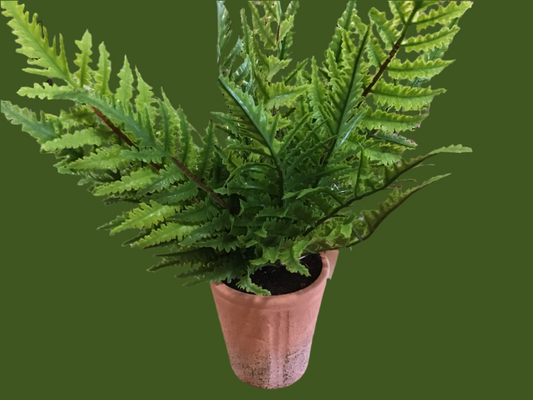 Fern / in a four inch pot