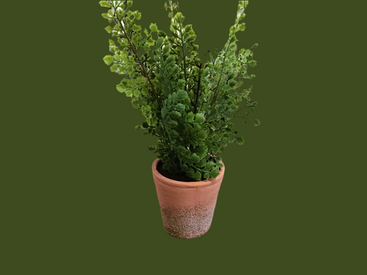 Fern  maiden hair / in a four inch pot