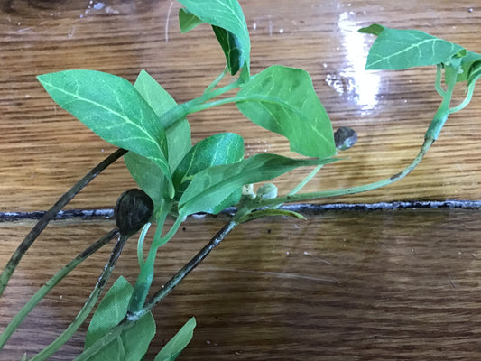 Woodland foliage