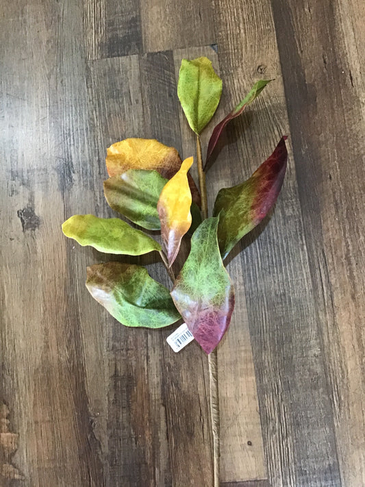 29” Magnolia leaf