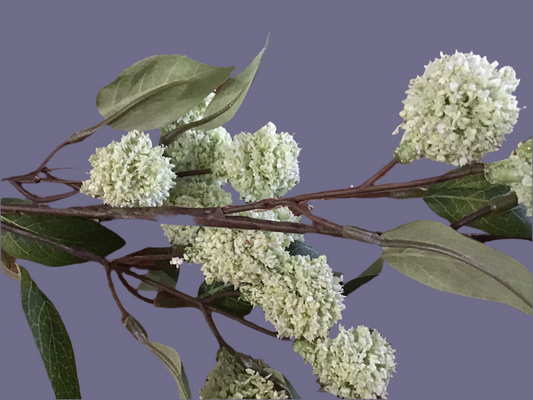 Snowball viburnum green