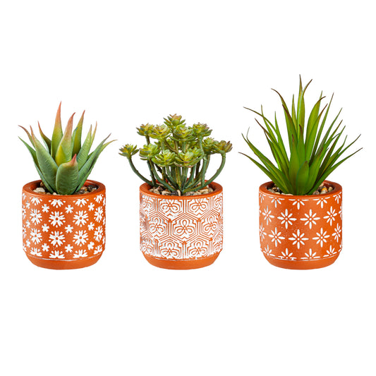 Succulent With Cement Planter