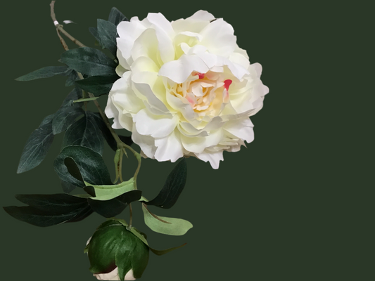 Estate garden peony white