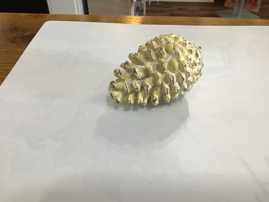Small white pinecone