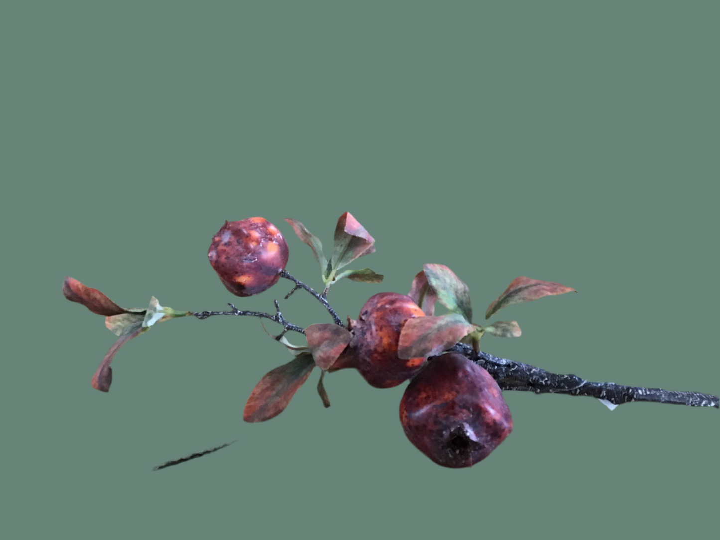 Pomegranate branch