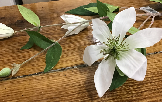 Clematis white