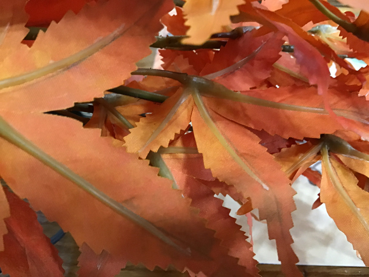 Chinese maple pick