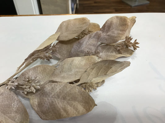 Fall pick leaves brown