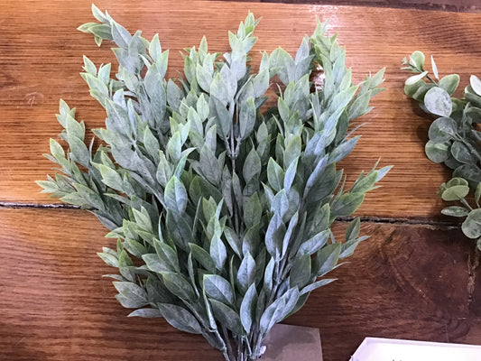 Ruscus Bush