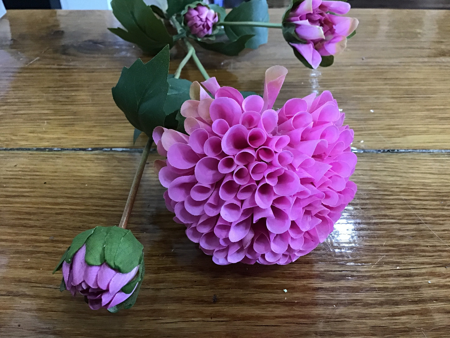 Dahlia lavender