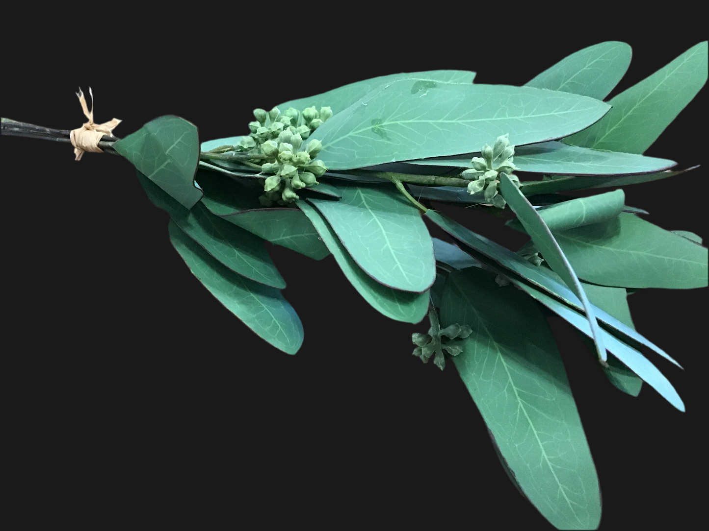 Iron bark eucalyptus bunch