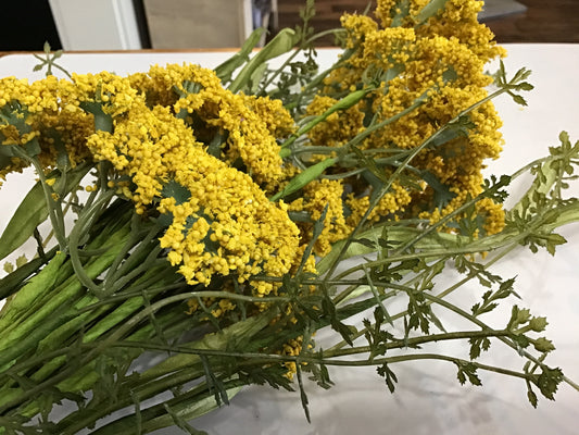 Yellow heather