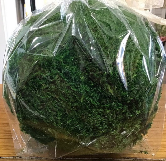 Large moss ball 7 inch