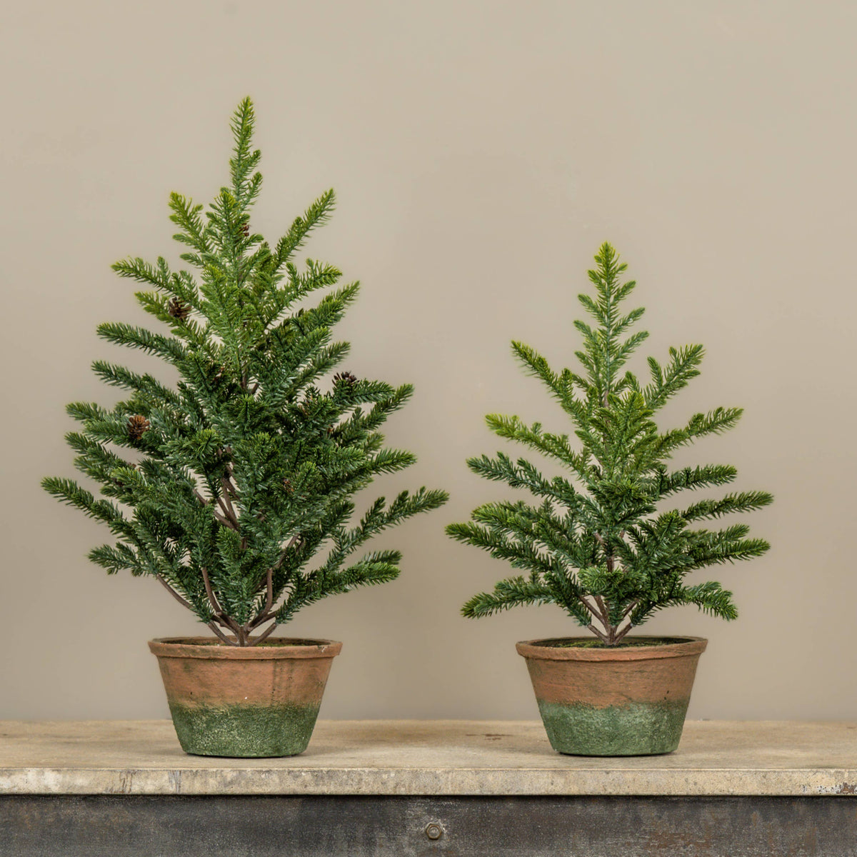 16" PERCY PINE TREE IN POT