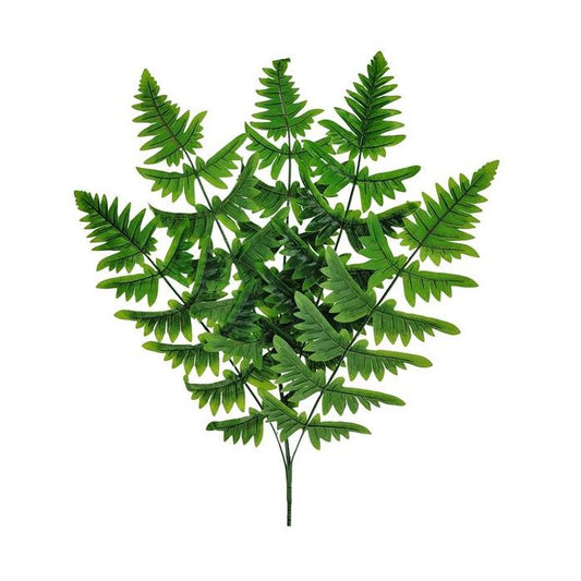 Angel Wing Fern