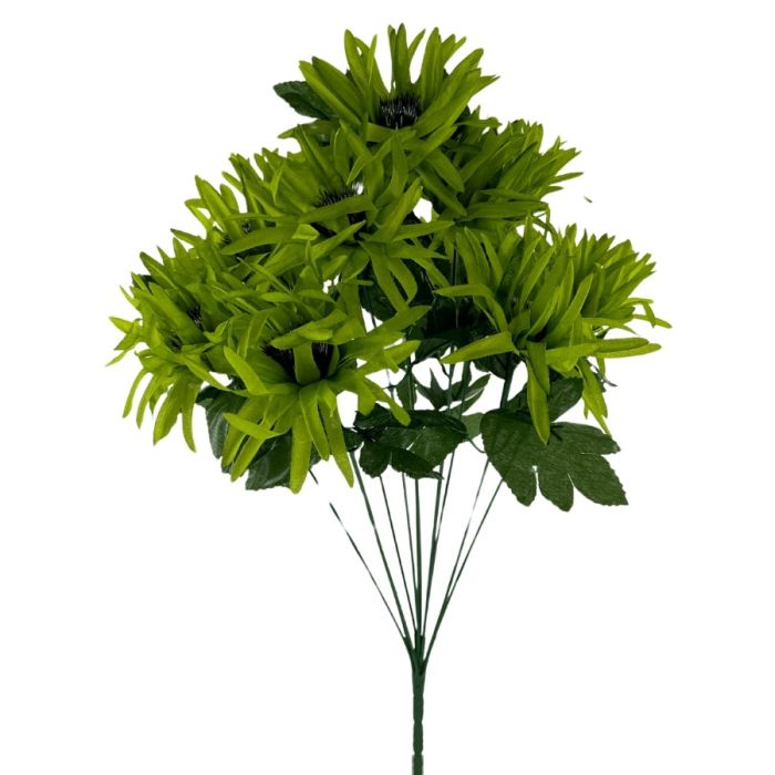 Spider Mum