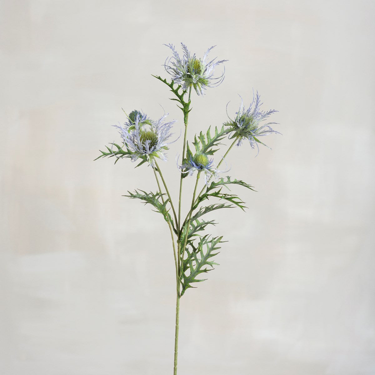 Blue Sea Holly Pick