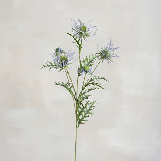 Blue Sea Holly Pick
