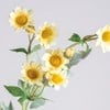 Pick - Cream Anemone