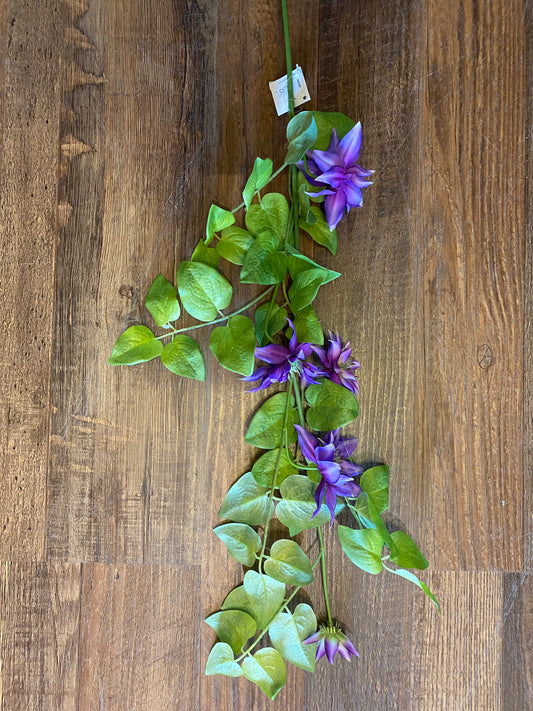 Purple Clematis