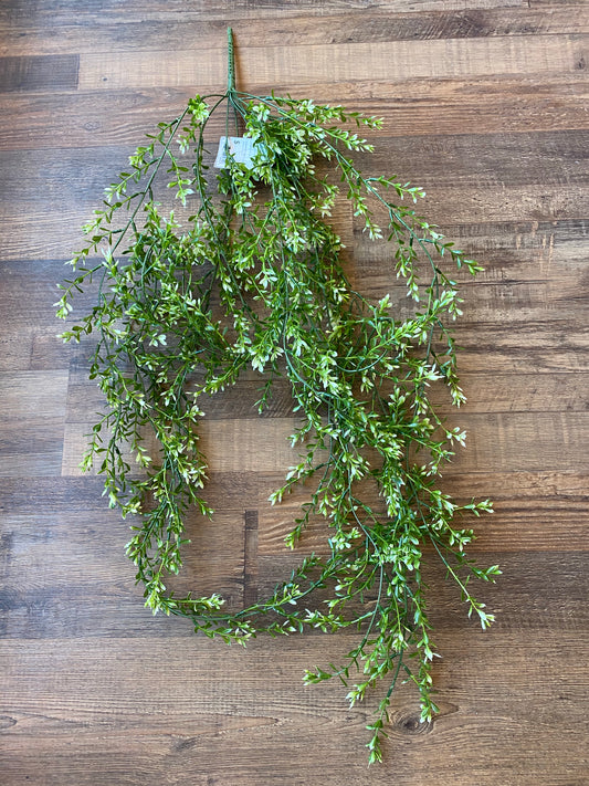 Boxwood hanging bush