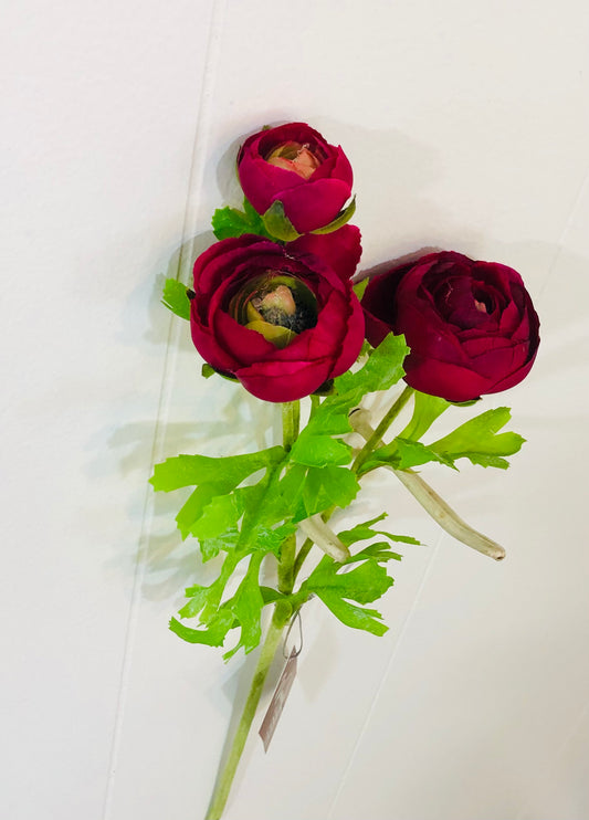 Ranunculus w/buds stem Burgandy